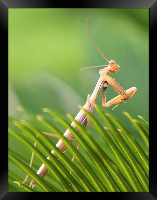 Spanish Mantis Framed Print by Jonathan Parkes