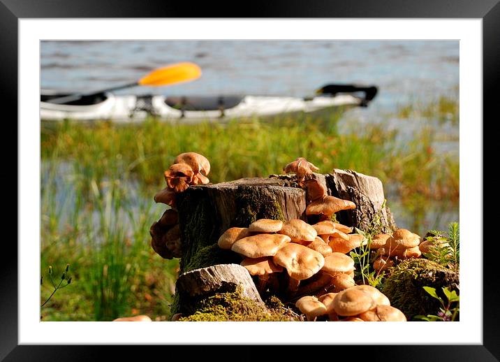 Viksjön, Sweden, kayak and mushrooms Framed Mounted Print by Peter Bundgaard Kris