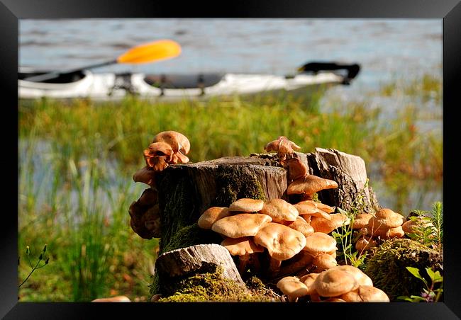 Viksjön, Sweden, kayak and mushrooms Framed Print by Peter Bundgaard Kris