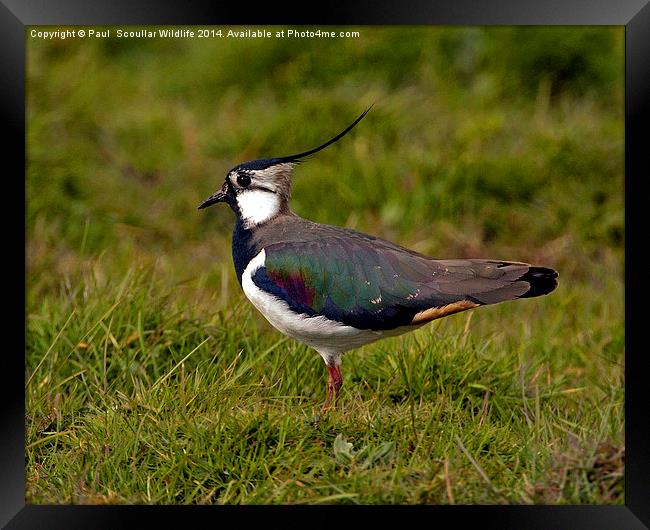 Lapwing Framed Print by Paul Scoullar