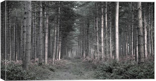 Forest at Dusk Canvas Print by Jonathan Parkes