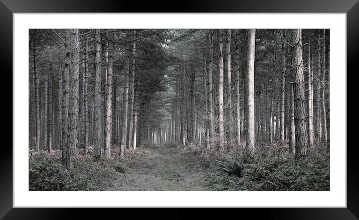 Forest at Dusk Framed Mounted Print by Jonathan Parkes