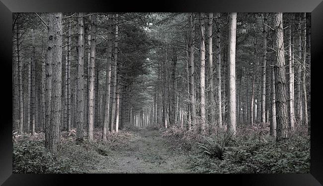 Forest at Dusk Framed Print by Jonathan Parkes