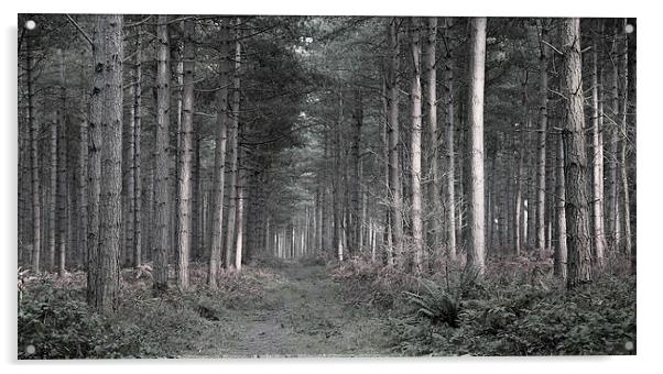 Forest at Dusk Acrylic by Jonathan Parkes
