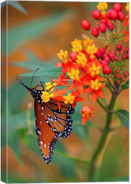 Butterfly in Bloom Canvas Print by Jonathan Parkes
