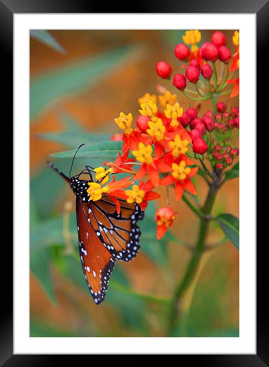 Butterfly in Bloom Framed Mounted Print by Jonathan Parkes