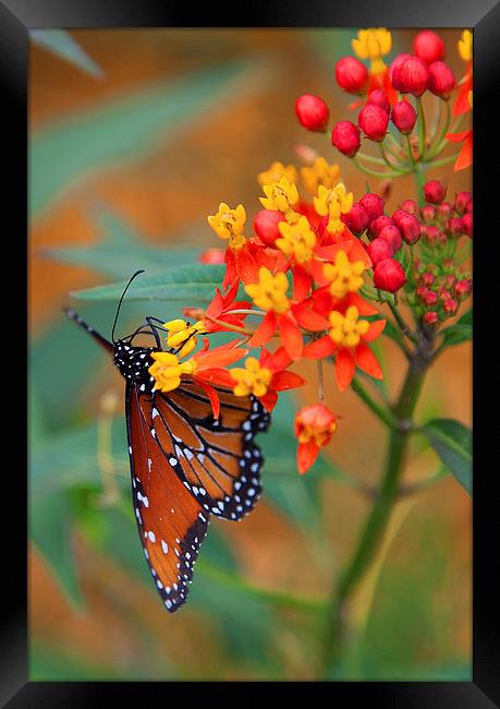 Butterfly in Bloom Framed Print by Jonathan Parkes