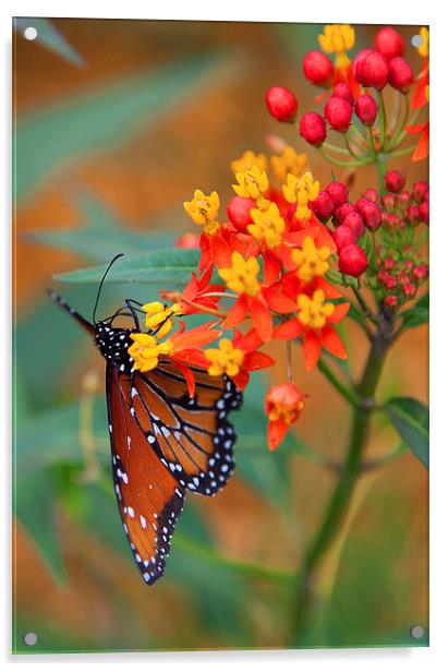 Butterfly in Bloom Acrylic by Jonathan Parkes