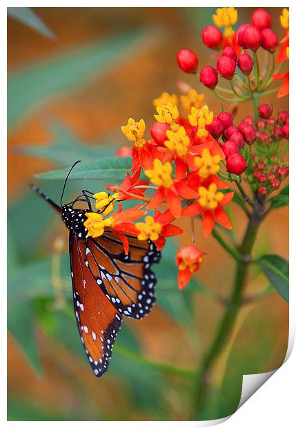 Butterfly in Bloom Print by Jonathan Parkes