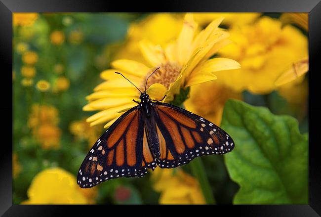 Butterfly on Flower Framed Print by Jonathan Parkes