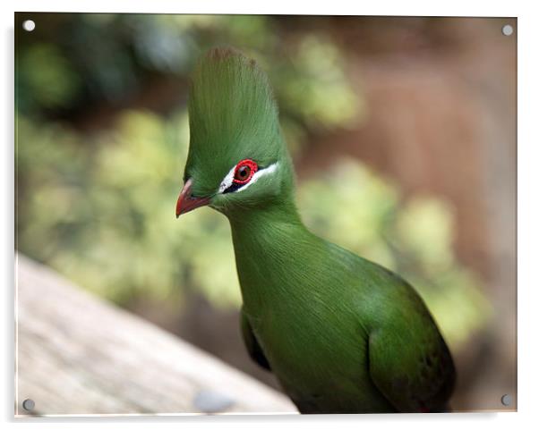 Beautiful Green Bird Acrylic by Jonathan Parkes