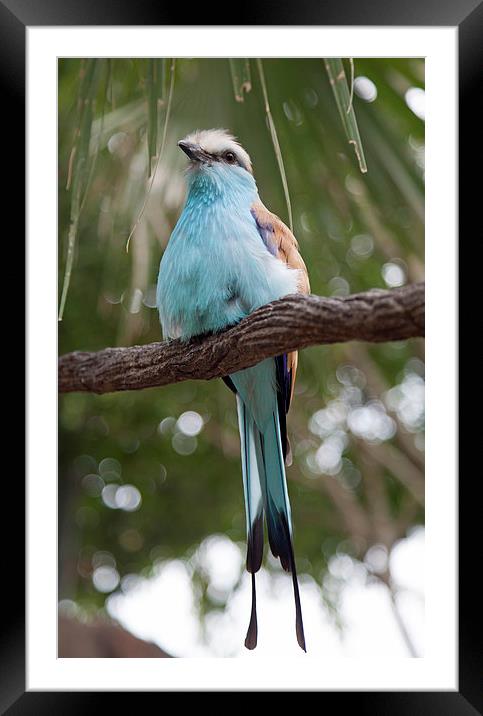 Gorgeous Blue Bird Framed Mounted Print by Jonathan Parkes