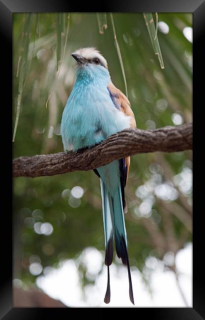 Gorgeous Blue Bird Framed Print by Jonathan Parkes