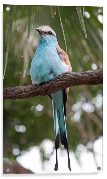 Gorgeous Blue Bird Acrylic by Jonathan Parkes