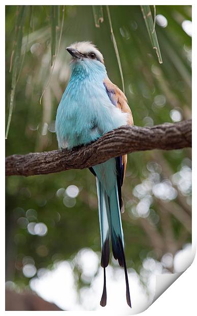 Gorgeous Blue Bird Print by Jonathan Parkes