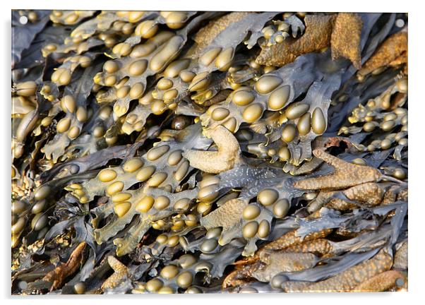 Metallic Seaweed Acrylic by Jonathan Parkes