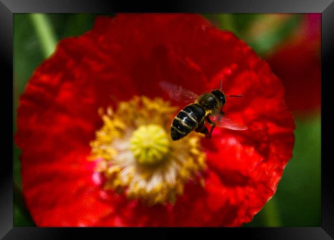 Ready to work Framed Print by Luis Lajas