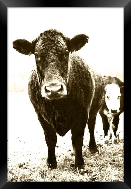 Cute Cow Framed Print by Darren Turner