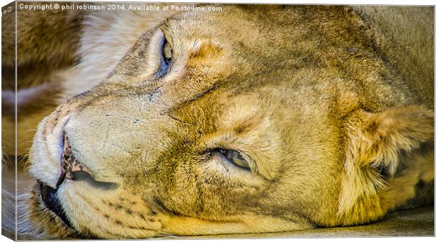 Lioness Canvas Print by Phil Robinson