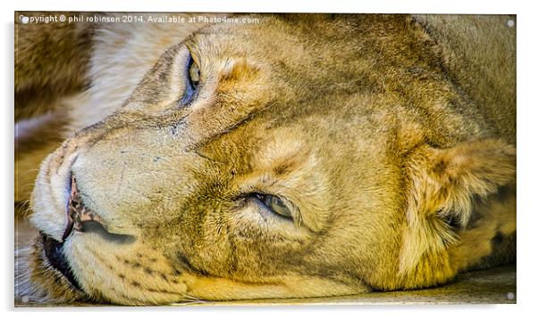 Lioness Acrylic by Phil Robinson