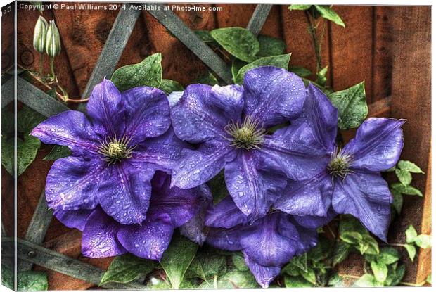 Wet Clematis Canvas Print by Paul Williams