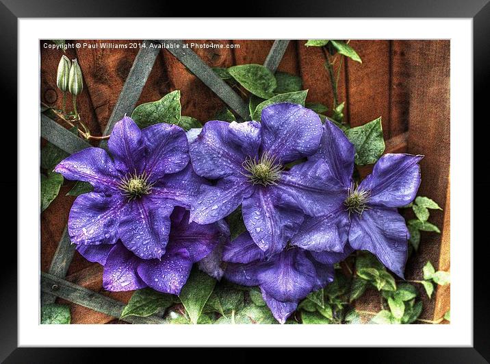 Wet Clematis Framed Mounted Print by Paul Williams