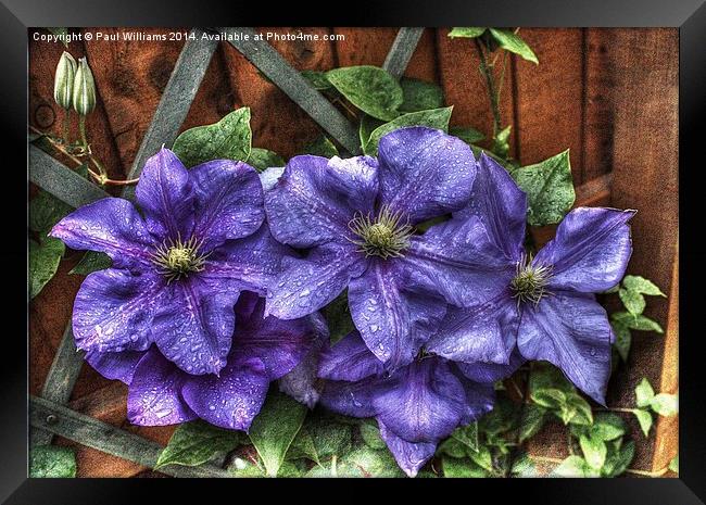 Wet Clematis Framed Print by Paul Williams