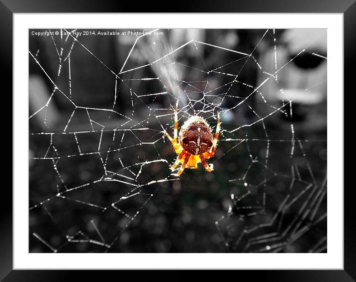 Garden Spider in the Sun Framed Mounted Print by Sam Hay