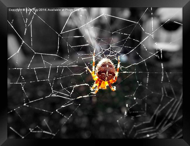 Garden Spider in the Sun Framed Print by Sam Hay