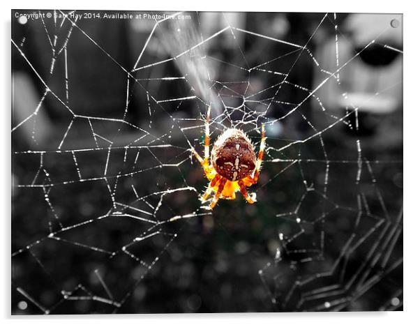Garden Spider in the Sun Acrylic by Sam Hay