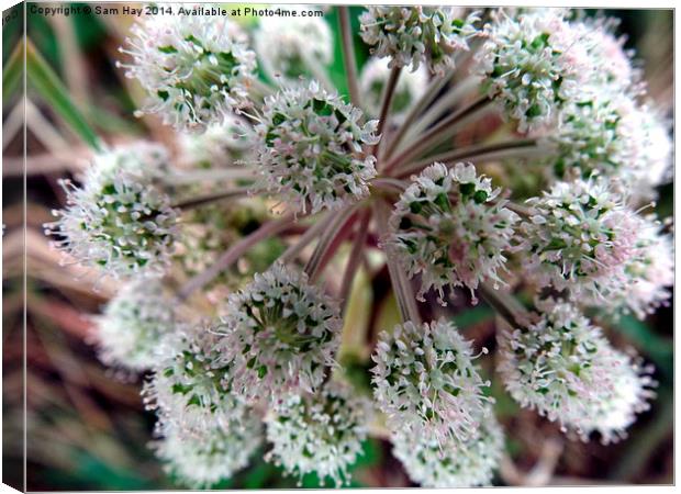 White, Flower, Devon Canvas Print by Sam Hay