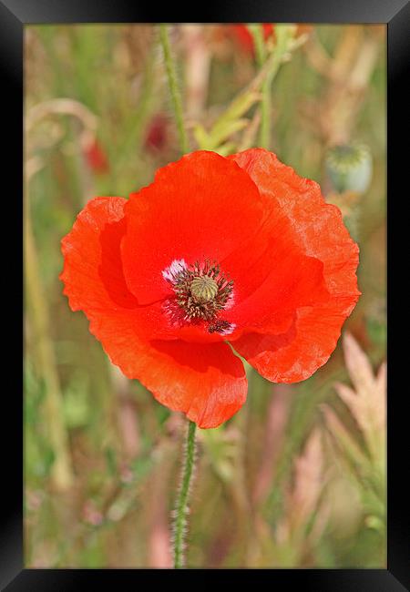 Poppy blowing in the breeze Framed Print by Tim  Senior