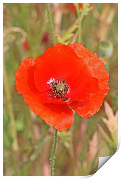 Poppy blowing in the breeze Print by Tim  Senior