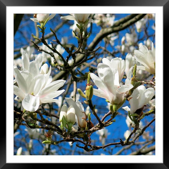 Magnolia in the sunshine Framed Mounted Print by Rosie Spooner