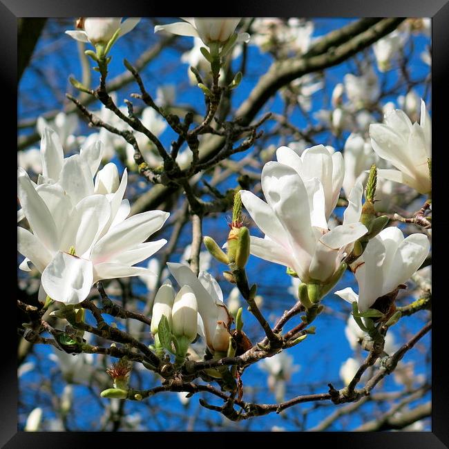 Magnolia in the sunshine Framed Print by Rosie Spooner