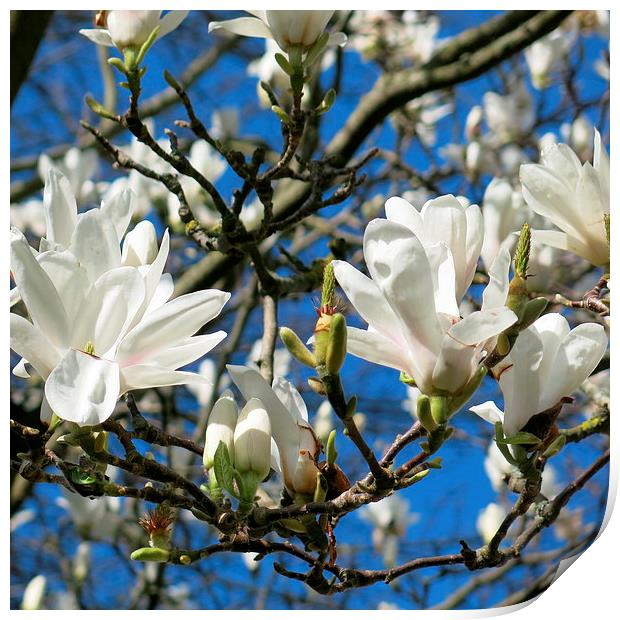 Magnolia in the sunshine Print by Rosie Spooner