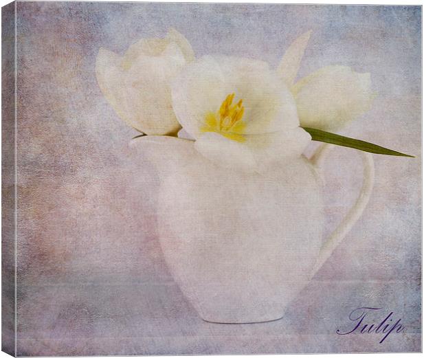 Tulip Canvas Print by Fine art by Rina