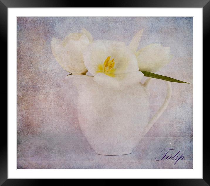 Tulip Framed Mounted Print by Fine art by Rina