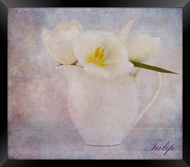 Tulip Framed Print by Fine art by Rina
