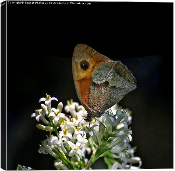 The butterfly Canvas Print by Thanet Photos