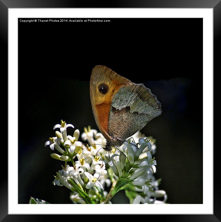 The butterfly Framed Mounted Print by Thanet Photos