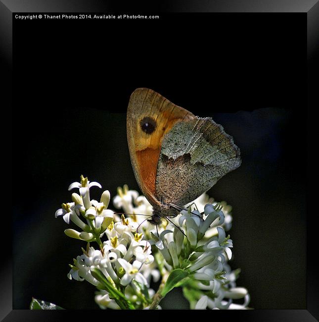 The butterfly Framed Print by Thanet Photos