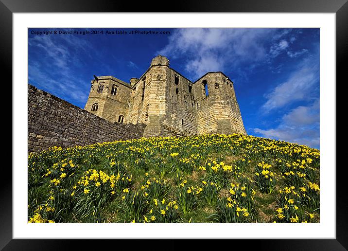 Warkworth Castle in Spring Framed Mounted Print by David Pringle