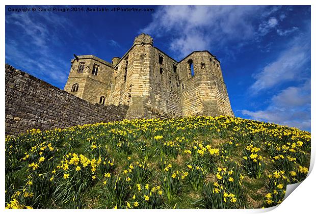 Warkworth Castle in Spring Print by David Pringle