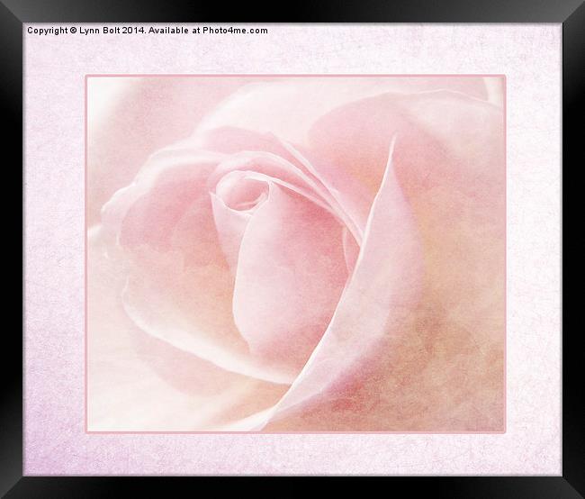 Baby Pink Rose Framed Print by Lynn Bolt