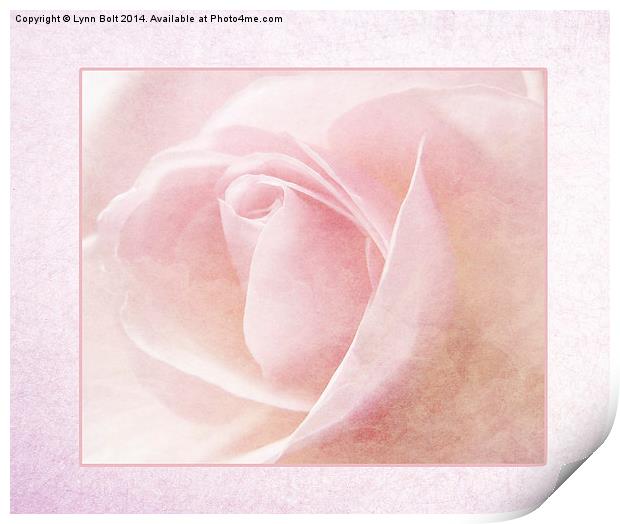 Baby Pink Rose Print by Lynn Bolt