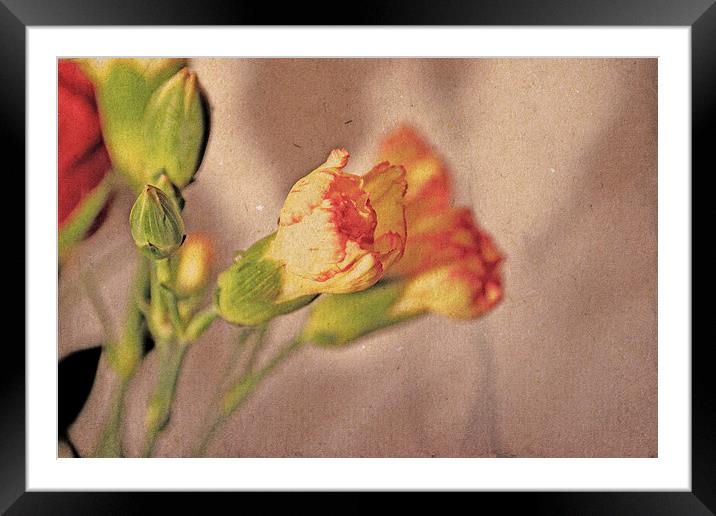 Carnations. Framed Mounted Print by Nadeesha Jayamanne