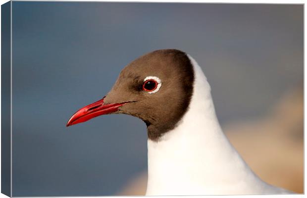 Black headed gull Canvas Print by Andy Wickenden