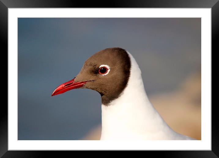 Black headed gull Framed Mounted Print by Andy Wickenden