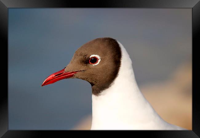 Black headed gull Framed Print by Andy Wickenden